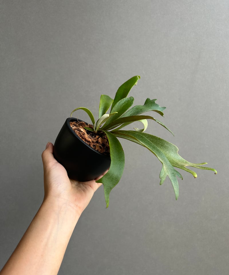 ウィリンキー　ビカクシダ P.willinckii moonlight from @katsu_hibino 綺麗なウィリンキー