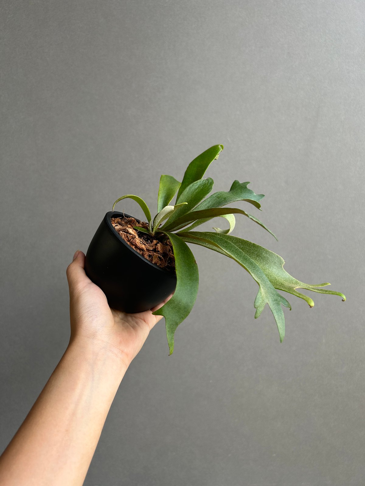 ビカクシダ　ウィリンキー ビカクシダ ウィリンキー cv. ノース スター スポアリング