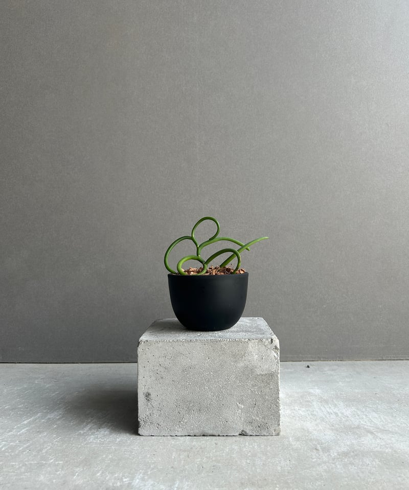 パピリオナンテ テレス var. アルバ'オリンピックリングス