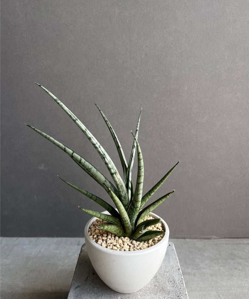 サンセベリア プラ カイ ケオ 「Sansevieria Pra Kay Kaow (by