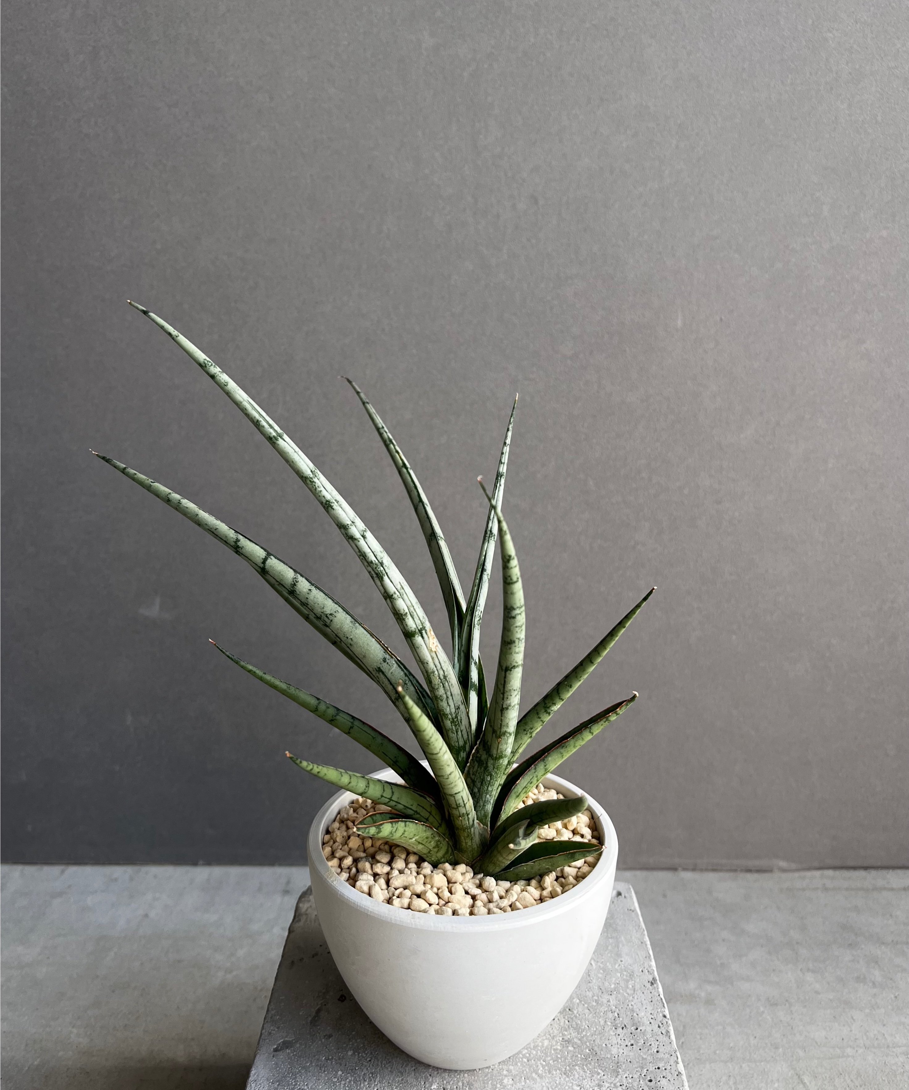 サンセベリア プラ カイ ケオ 「Sansevieria Pra Kay Kaow (by