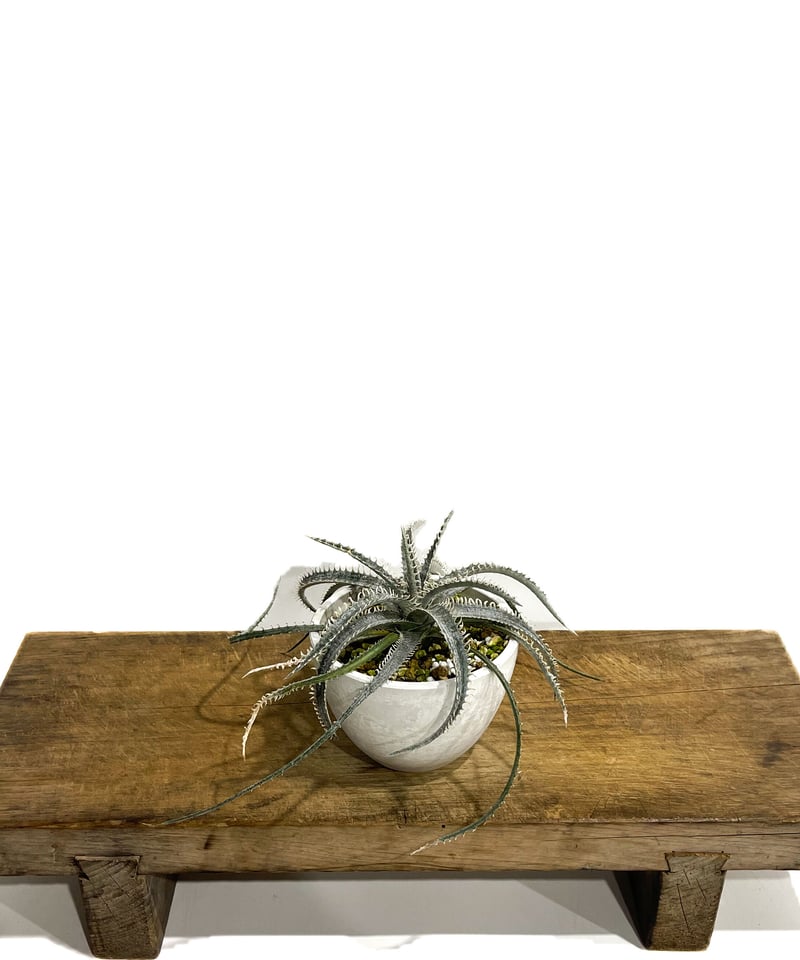 ディッキア ナガス「Dyckia Nagas」10E-2 | SHOUCHIKUEN