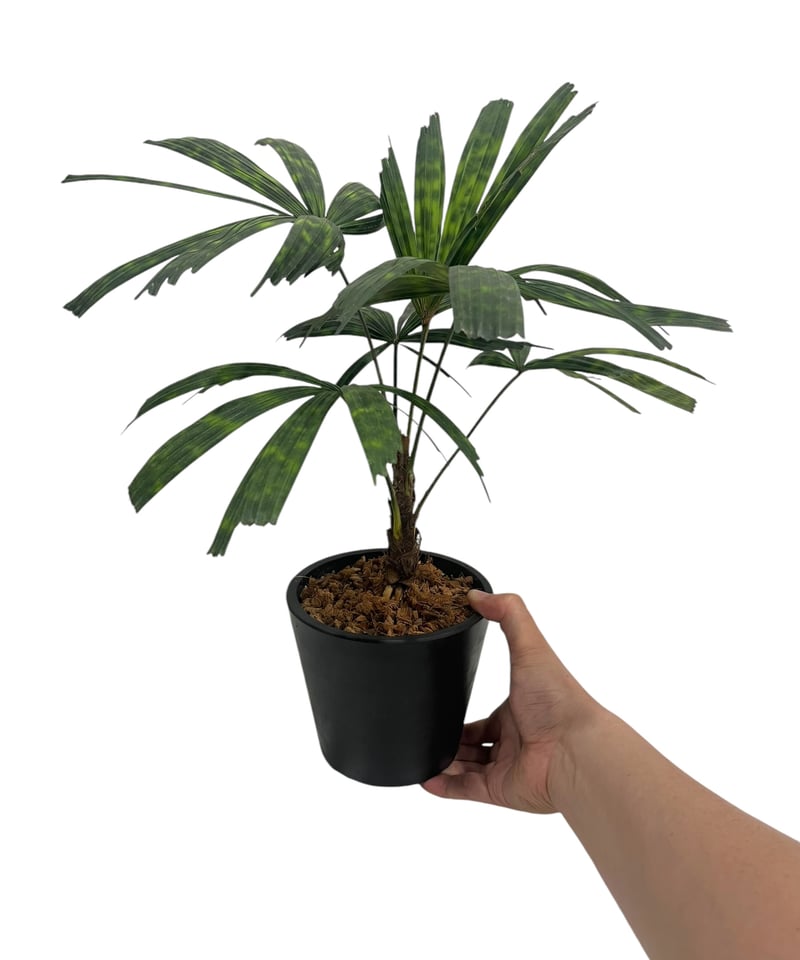 リクアラ マッタネンシス マプ 「Licuala mattanensis 'Mapu' 」17