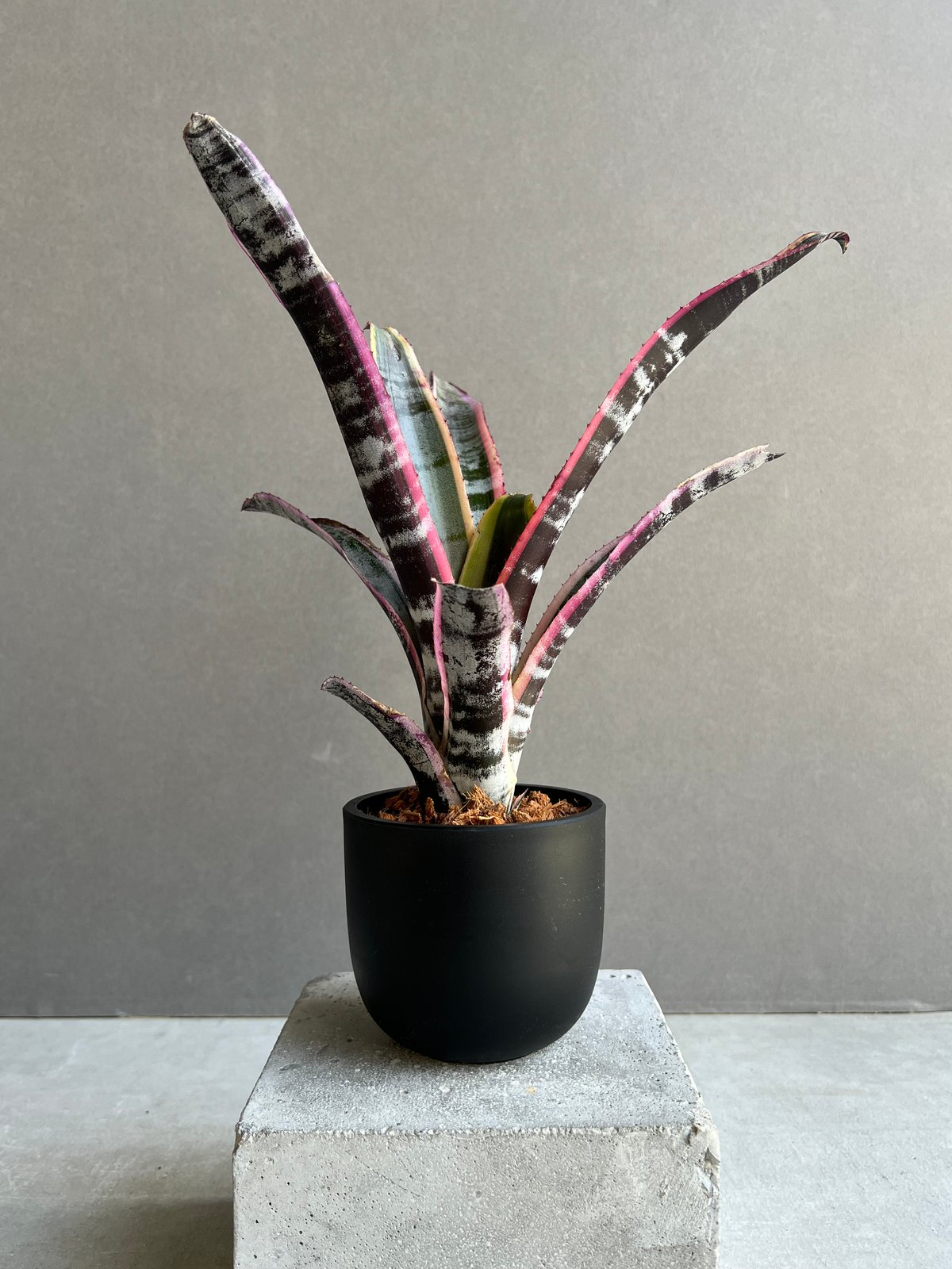 エクメア オットー 「Aechmea Otto」14C | SHOUCHIKUEN