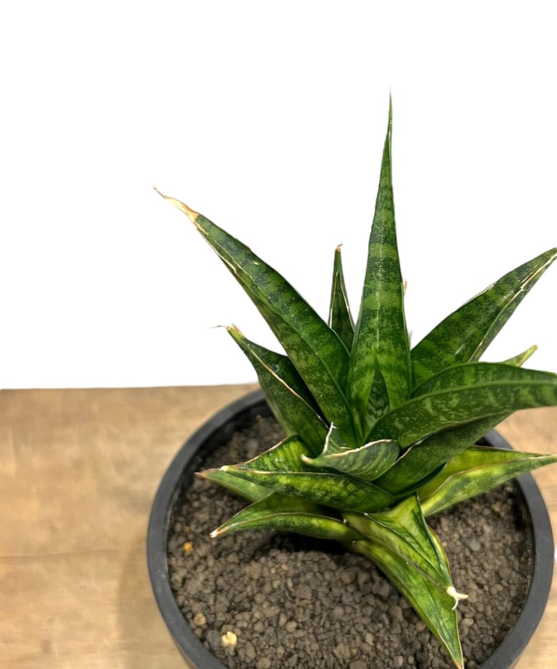 サンスベリア Sansevieria Manny Pacquiao​ v Sansevieria “manny Pacquiao”/ RARE / Unique / Chubby DARK Leaves