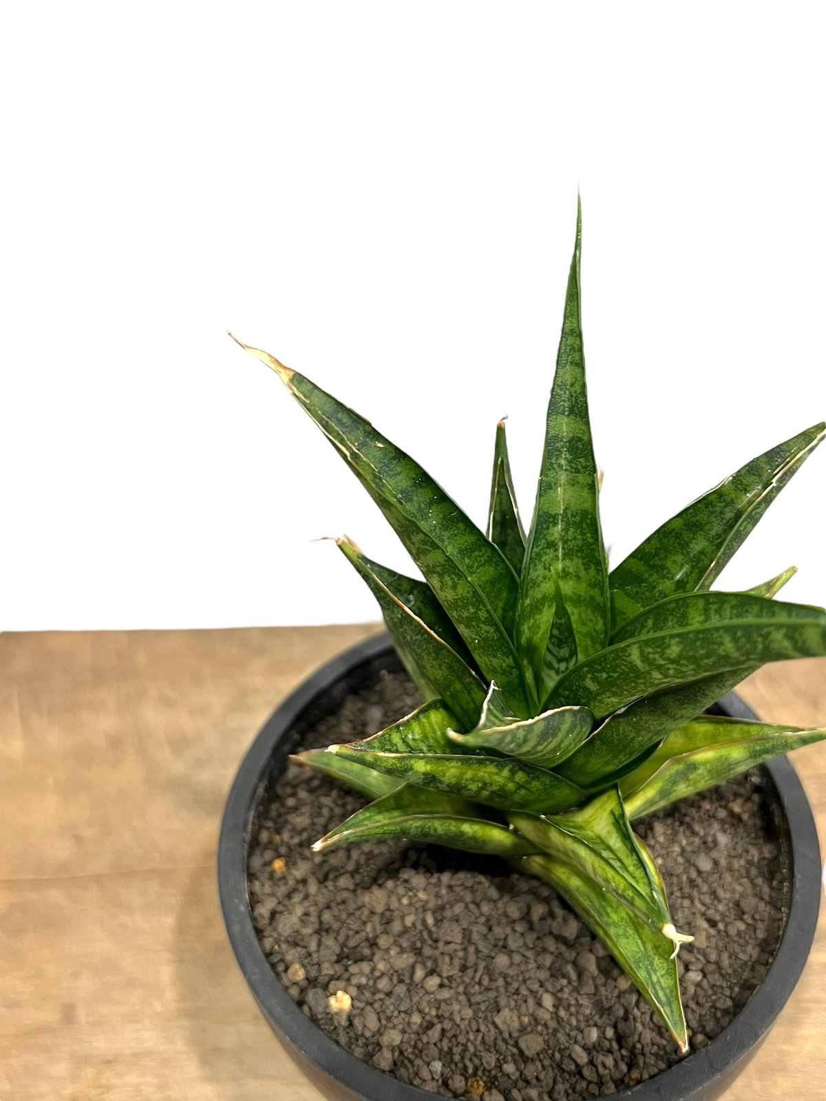サンスベリア マニーパッキャオ 斑入 サンセベリア マニー パッキャオ 斑入 Sansevieria Manny