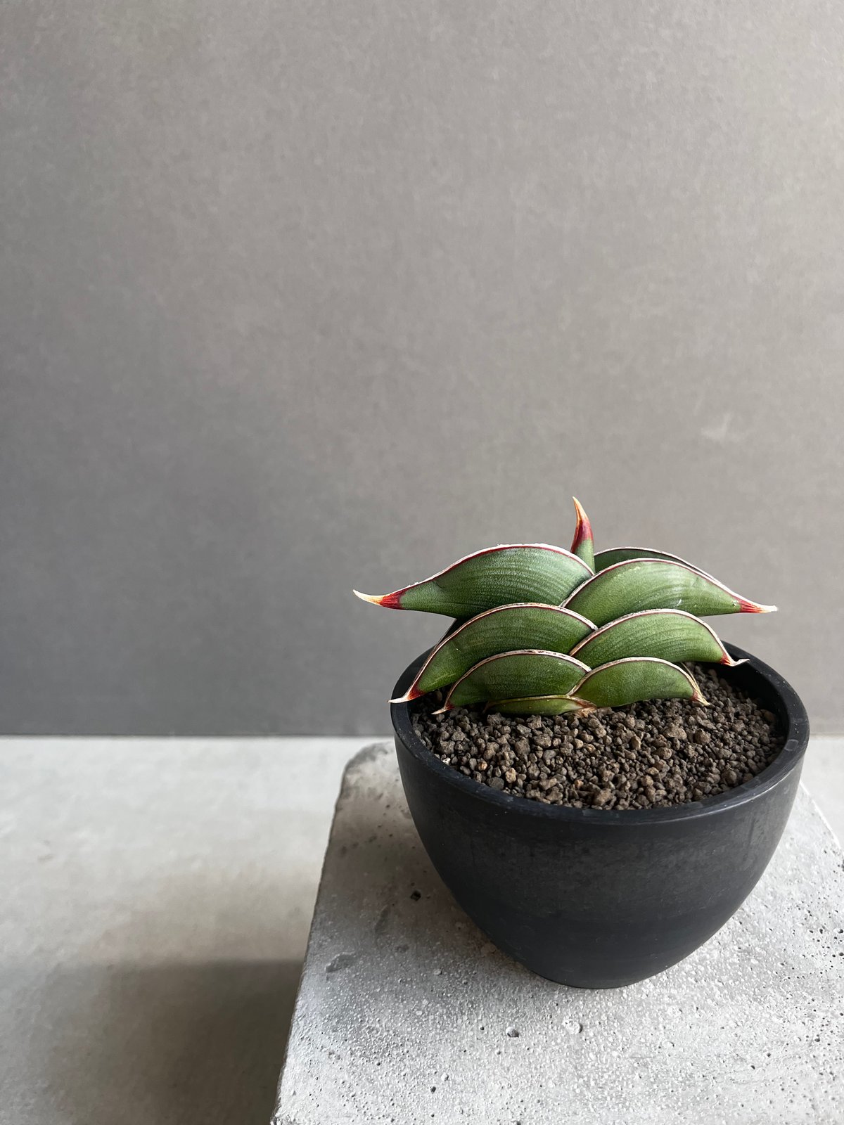 サンセベリア ロリダ 「Sansevieria rorida」8A | SHOUCHIKUEN