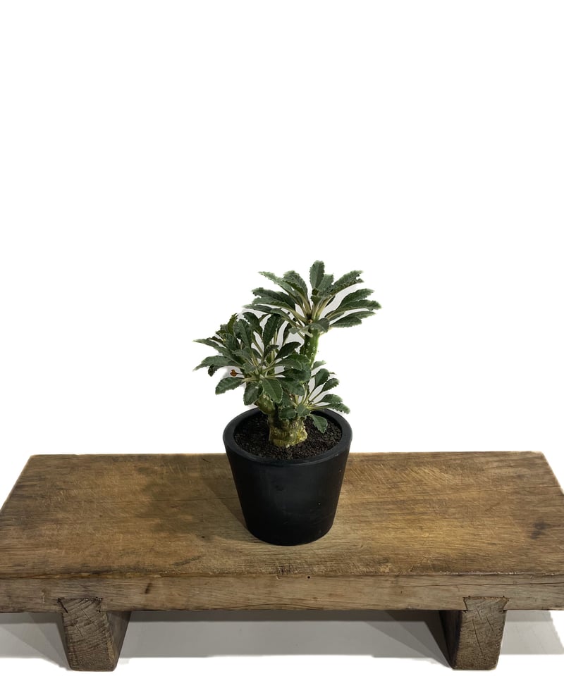 AAA　ドルステニア　ラブラニー ドルステニア ラブラニー③ | hanayoshi-botanical