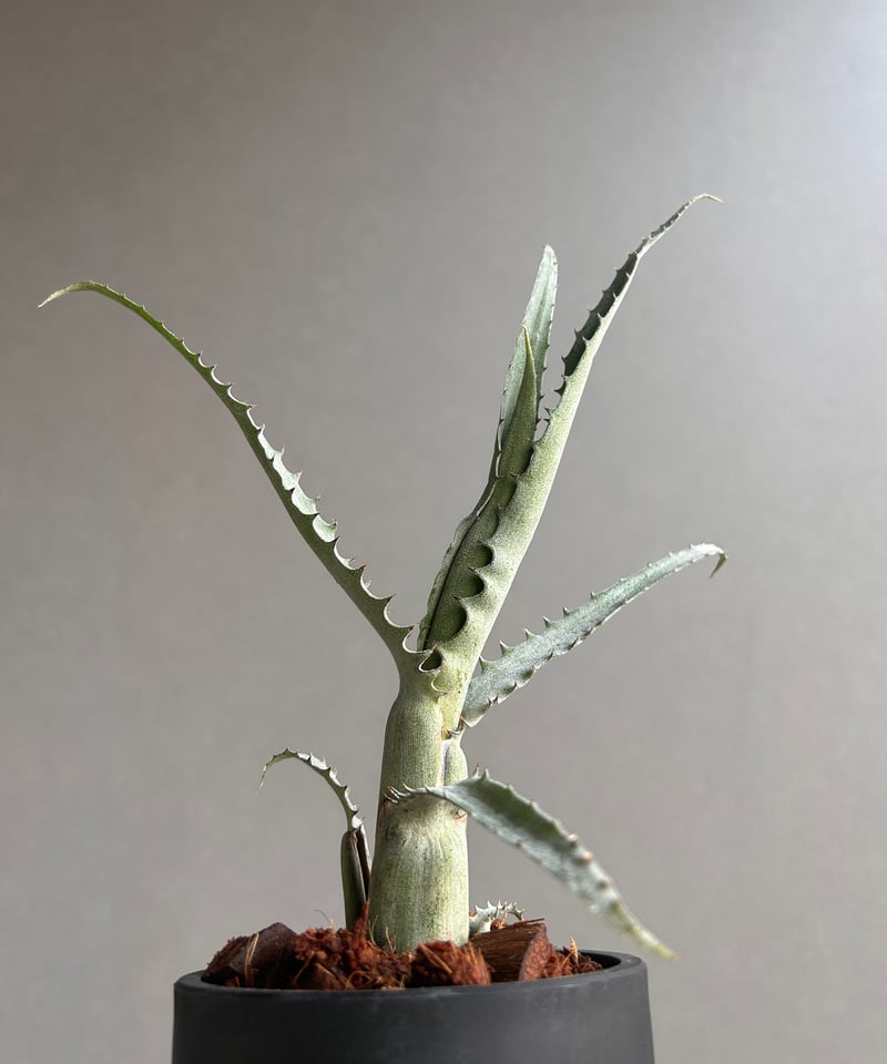 エクメア トカンティナ「Aechmea tocantina 」13K | SHOUCHIKUEN