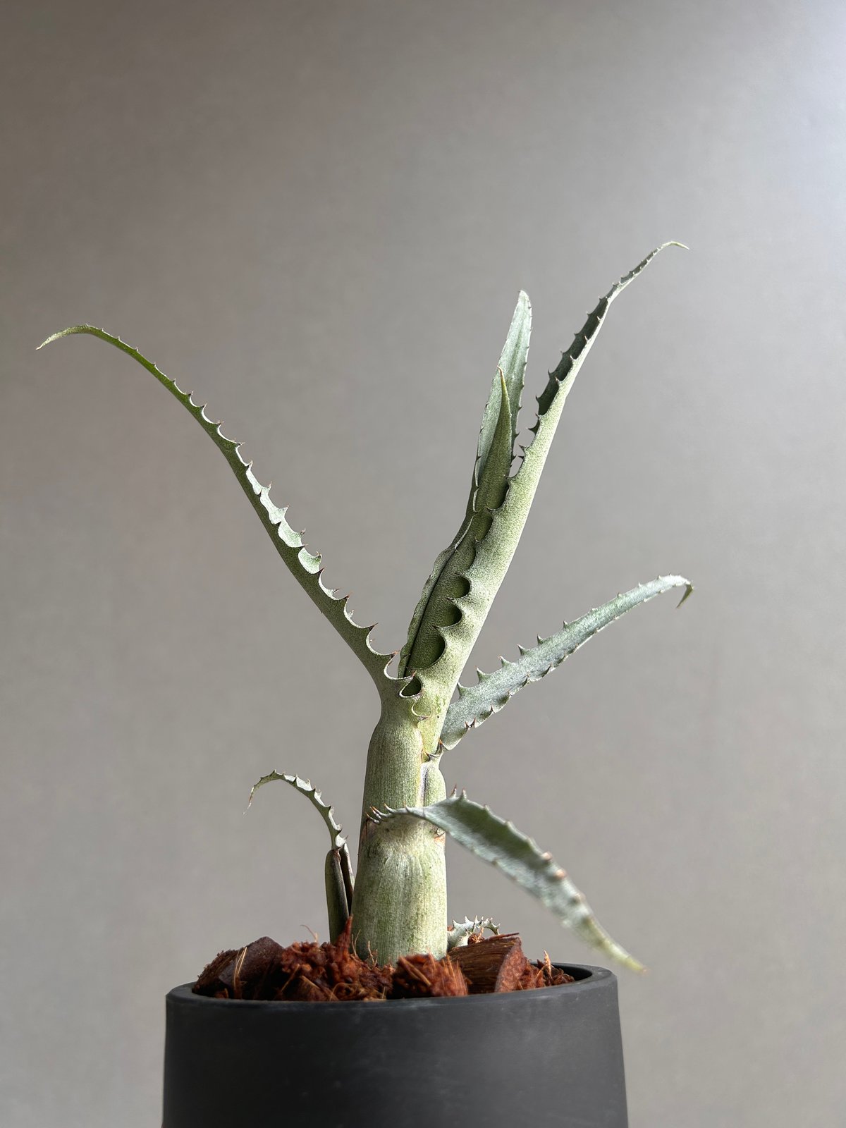 エクメア トカンティナ「Aechmea tocantina 」13K | SHOUCHIKUEN