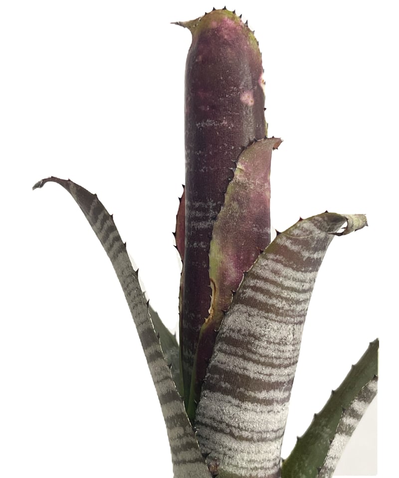 ビルベルギア コラン キャビア「Billbergia Kolan Caviar」3/8-121