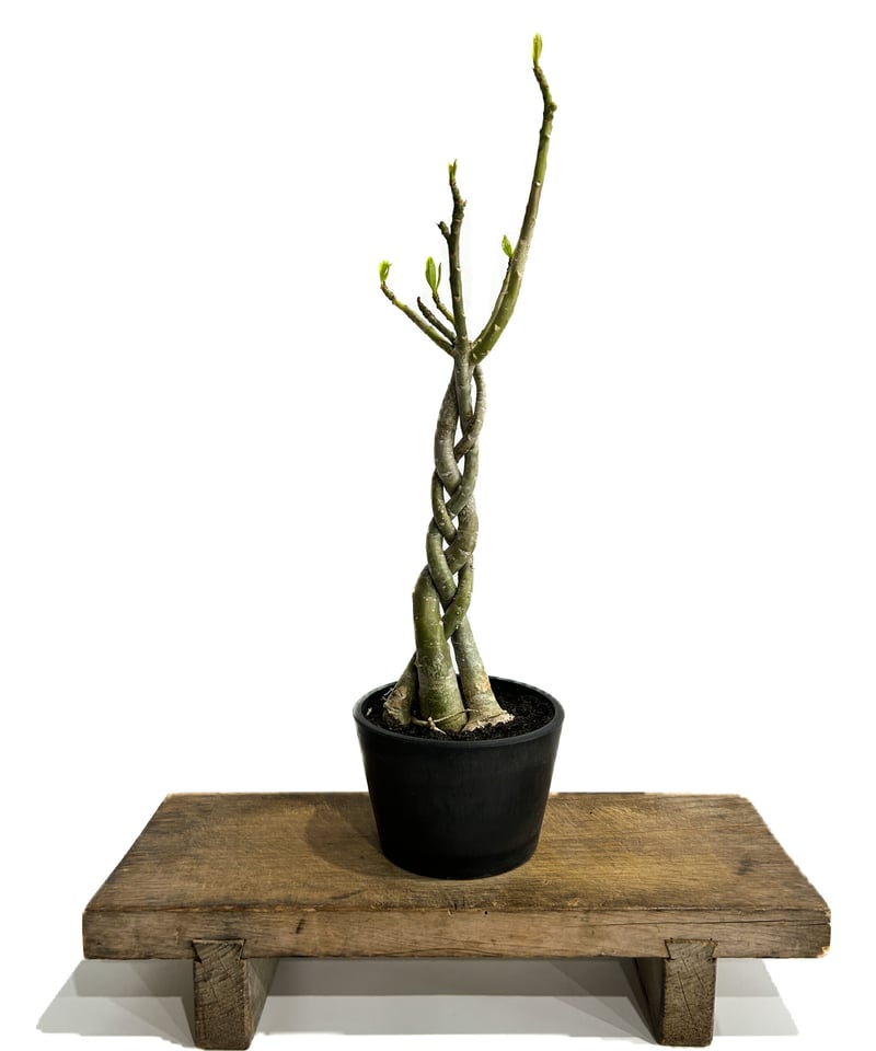 アデニウム ソマレンセ 「Adenium somalense」 3/16-143 | SHOU 