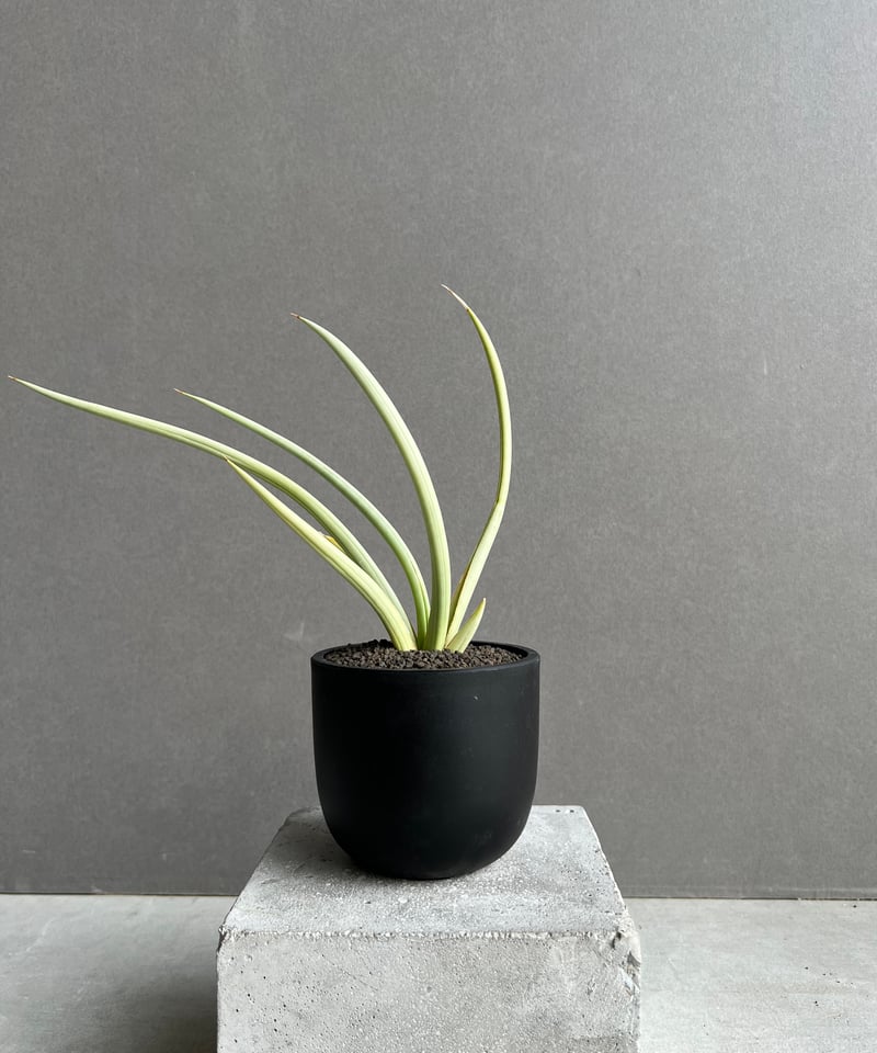 サンスベリア ダンシングドラゴン サンセベリア アンヤマニーガーデン サンセベリア ダンシング ドラゴン 「Sansevieria Dancing Dragon