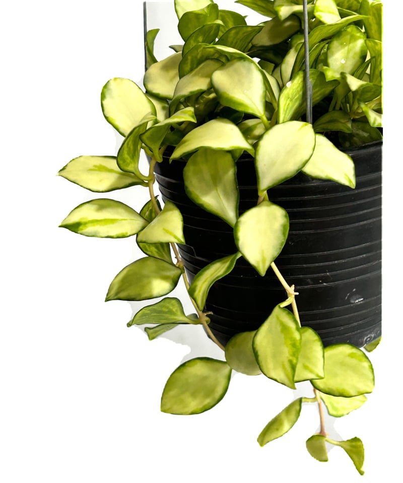 ホヤ ヘウスケリアナ 斑入「Hoya heuschkeliana var.」4/17-332