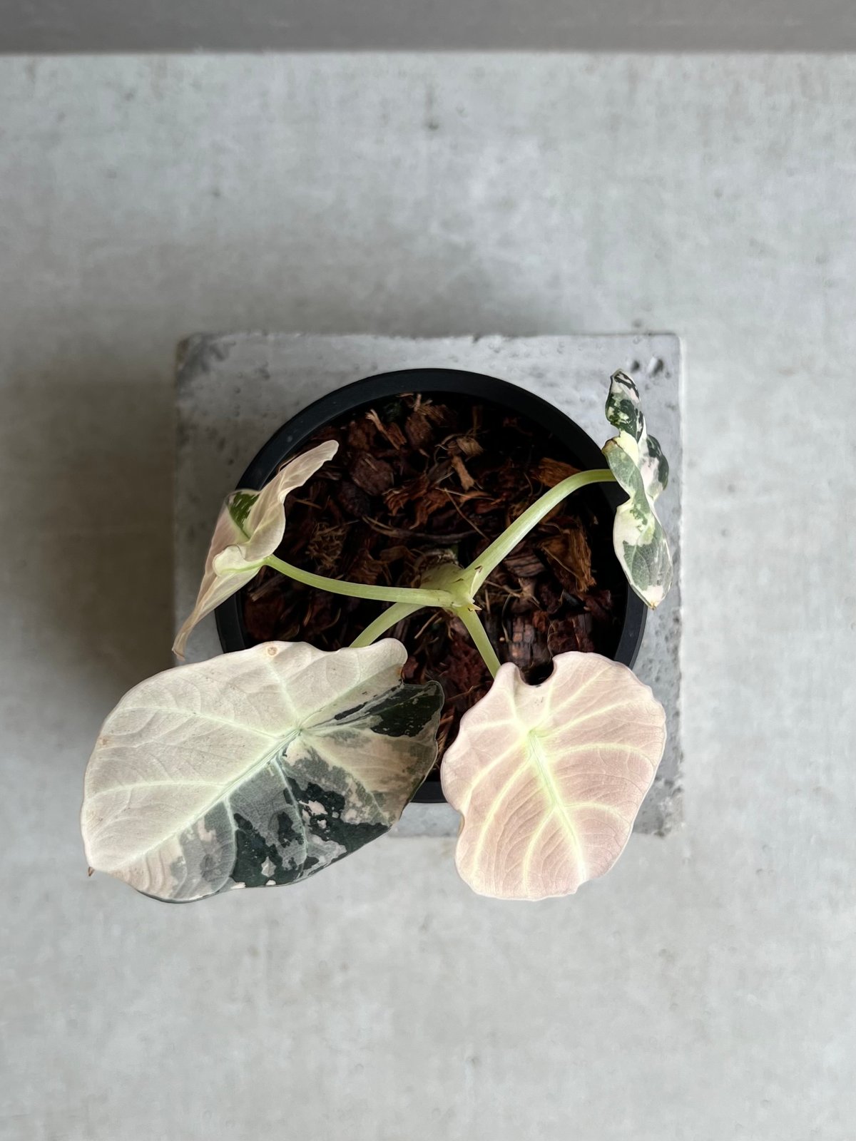 アロカシア ブラック ベルベット ピンク 斑入 「Alocasia Black