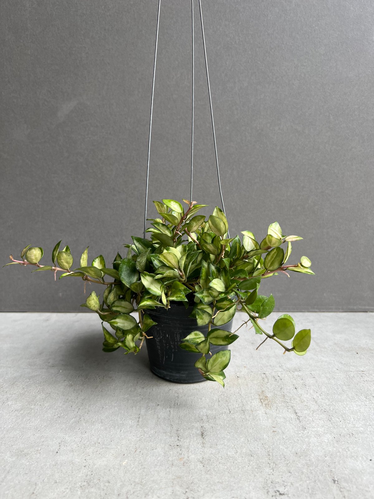 No.3＊Hoya ＊ ホヤ ＊ ラクノーサ ＊ lacunosa Bruno ホヤ ラクノサ ブルーノ 「Hoya Lacunosa Bruno」72S | SHOUCHI