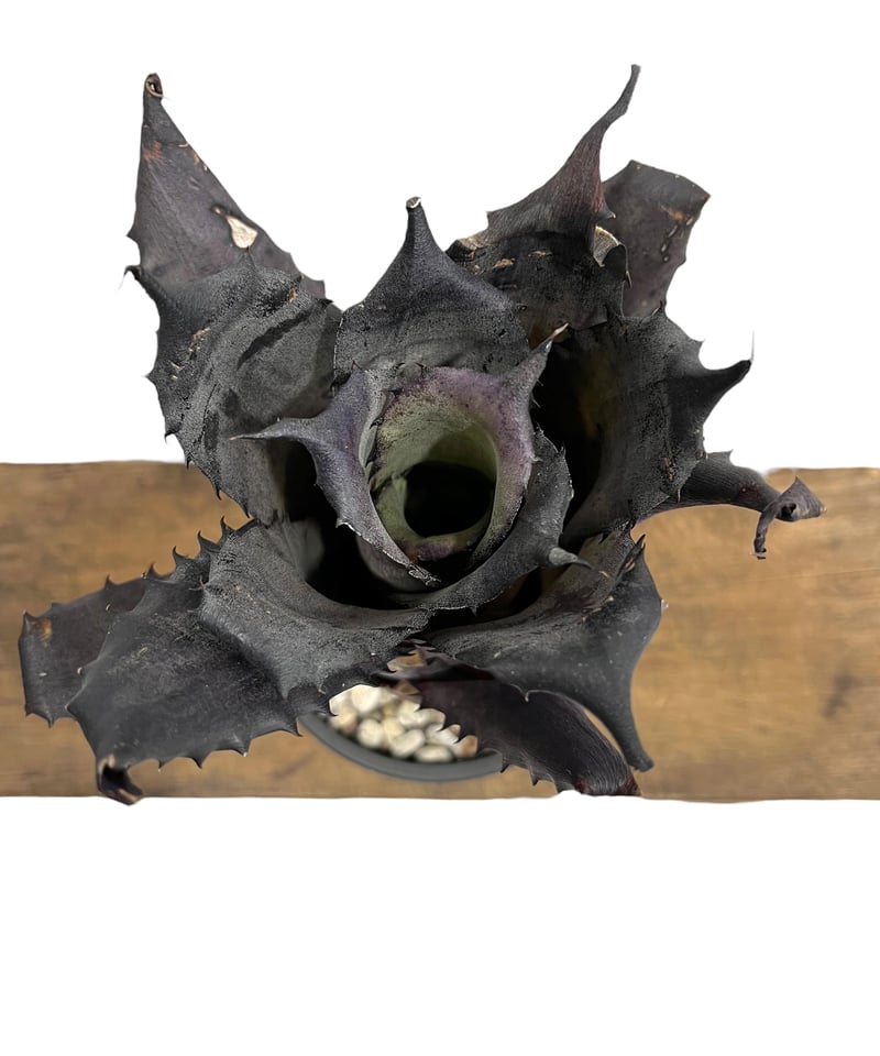 ホヘンベルギア レオポルド ホルスティ “ブラック“ 「Hohenbergia