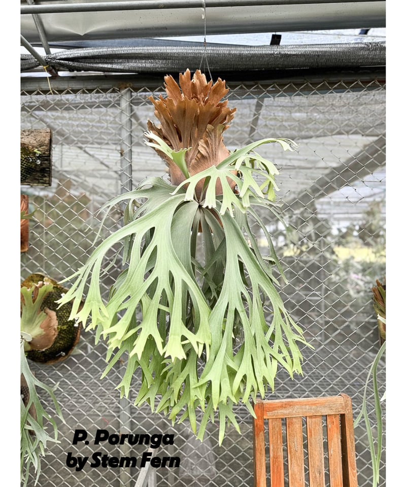 ビカクシダ　gn.Argopuro 親株 ビカクシダ gn.Argopuro 親株 Yahoo!オークション - comolebi