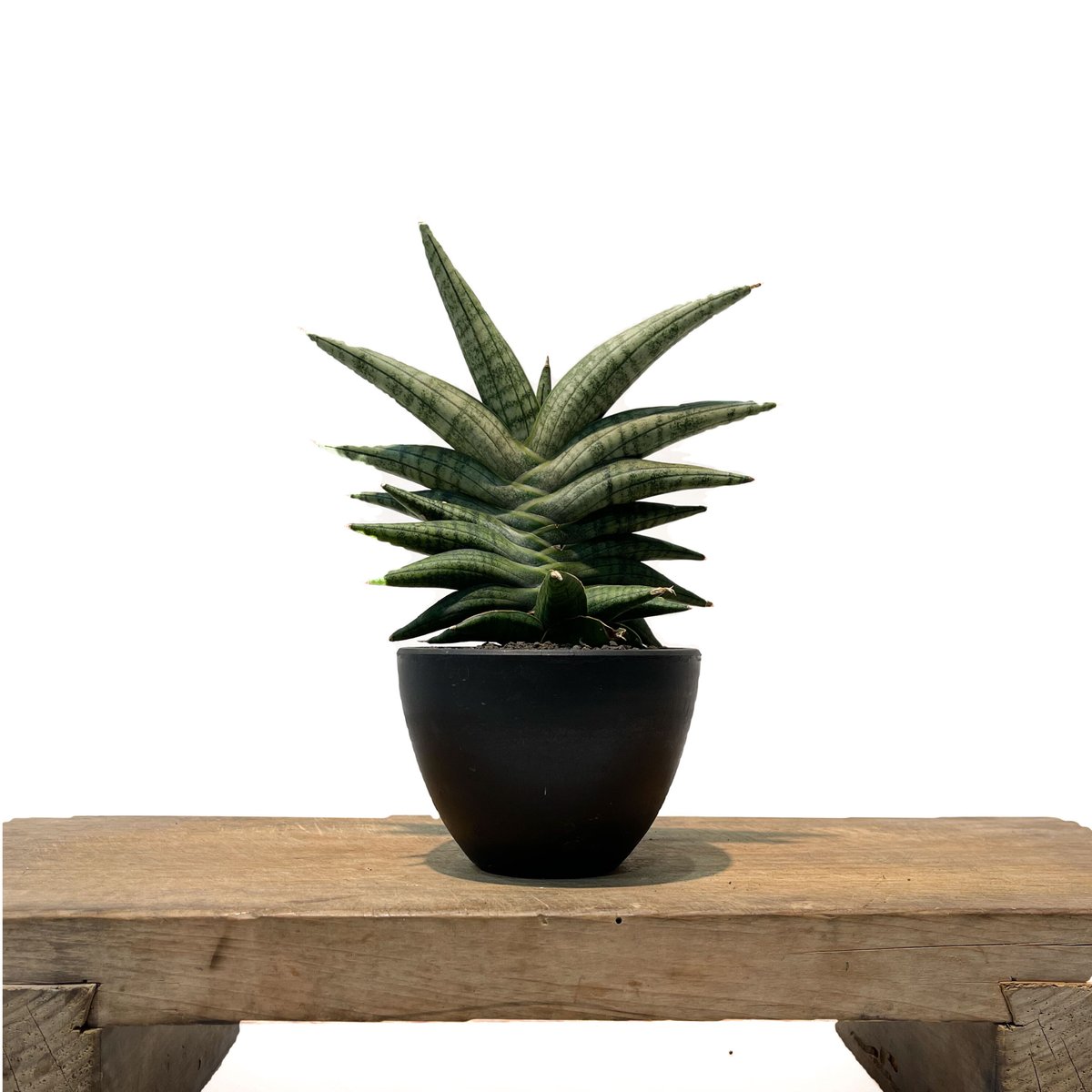 EMP サンセベリア KOBITO 小人 / 親株サイズ SA52 EMP サンセベリア KOBITO 小人 / 親株サイズ SA52 EMP サンセベリア