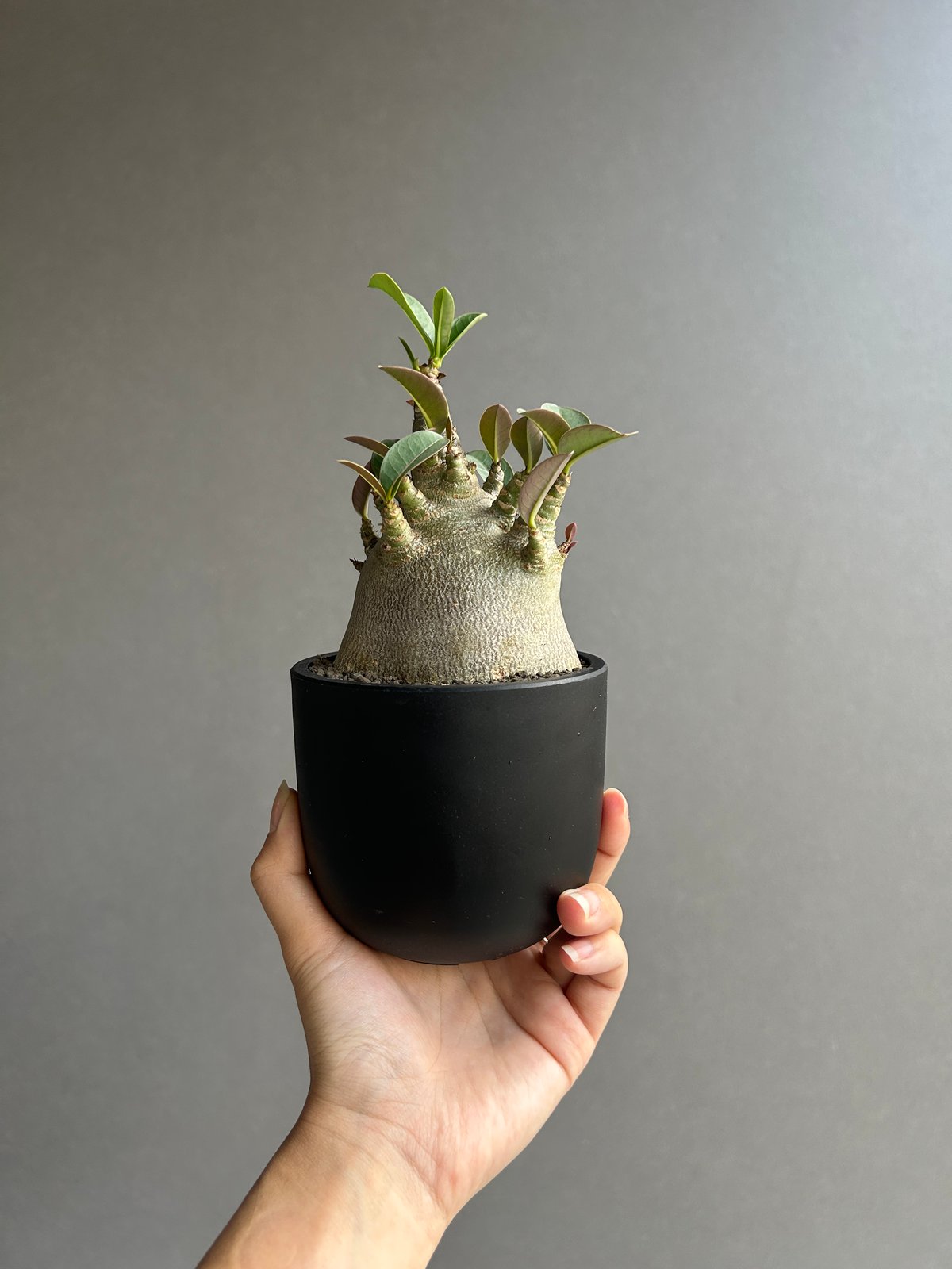 アデニウム アラビカム スーパー ドワーフ “ブラック” 「Adenium