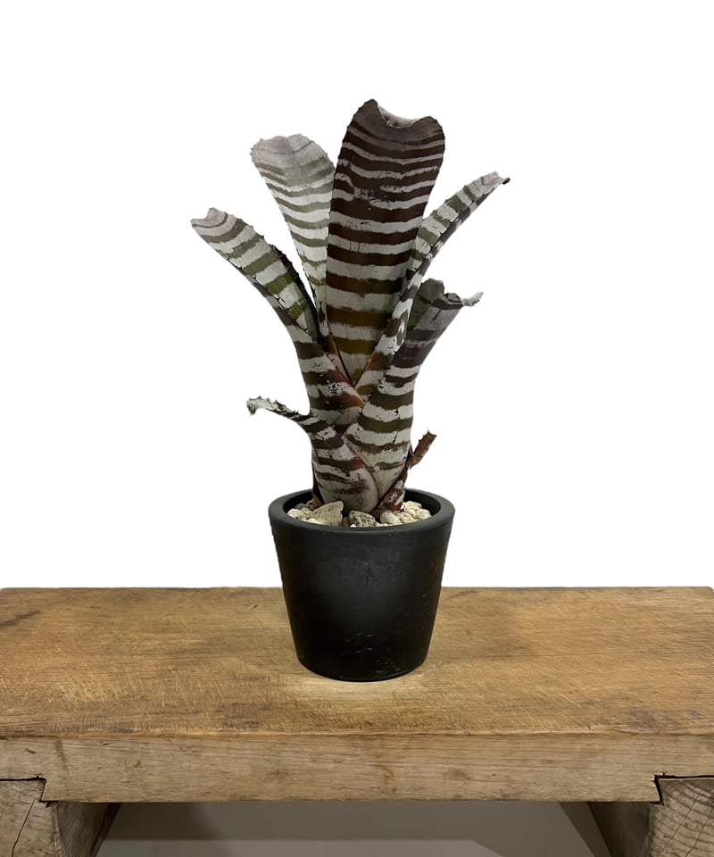 エクメア チャンティニー ブラック ワイドリーフ「 Aechmea chantinii