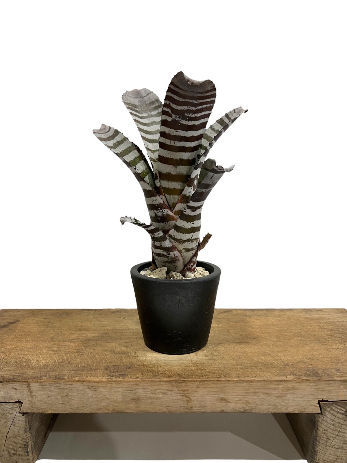 ブロメリア・エアープランツ Aechmea Black Ebony x Wide Leaf ブロメリア・エアープランツ Aechmea Black Ebony x Wide Leaf