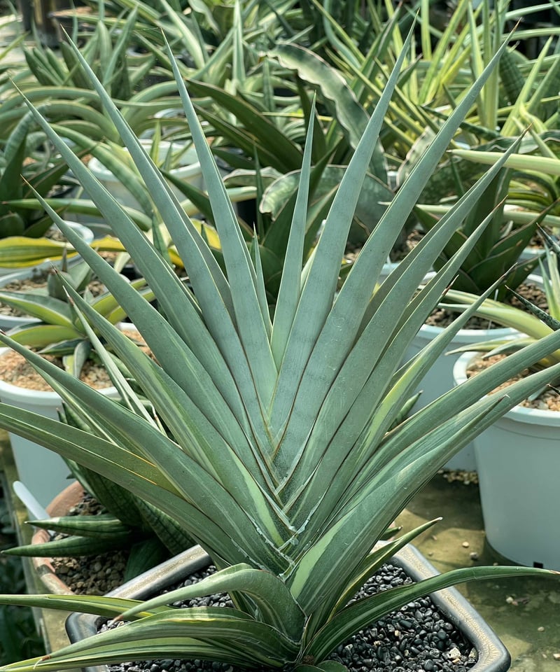 EMP サンセベリア King Fischer / SA429 サンセベリア キングフィッシャー「Sansevieria Kingfisher」51I S