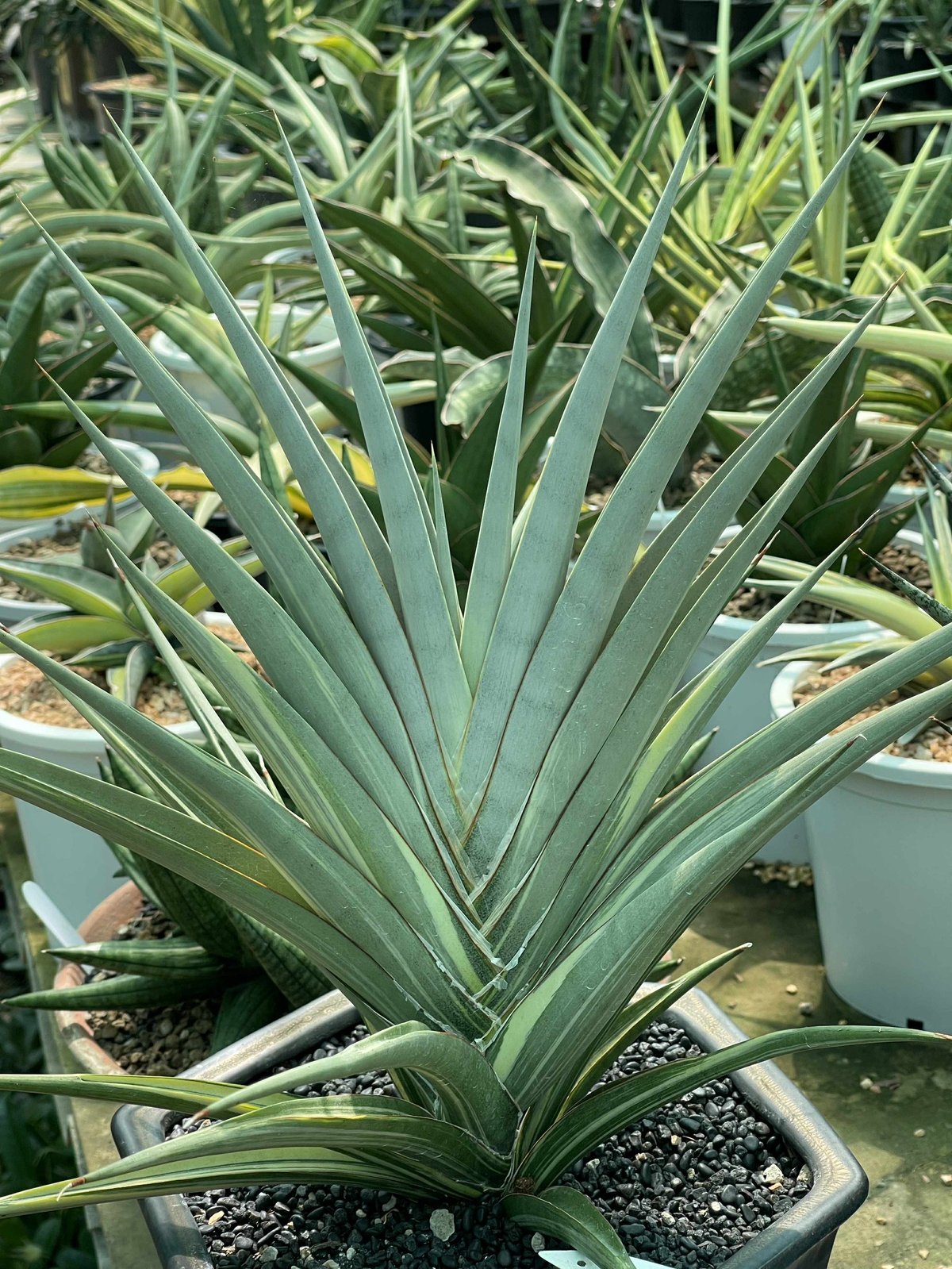 EMP S Kingfisher」51I キングフィッシャー「Sansevieria サンセベリア SA429 / Fischer King サンセベリア サンスベリア