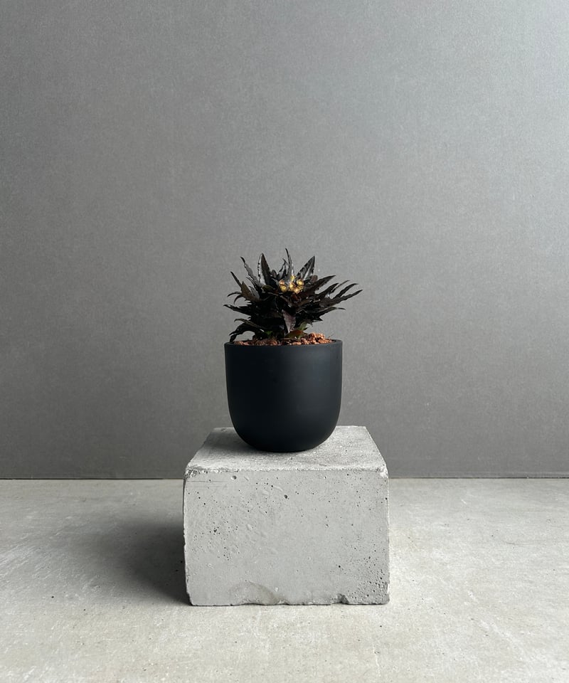ユーフォルビア フランコイシー “エスプレッソ”「 Euphorbia