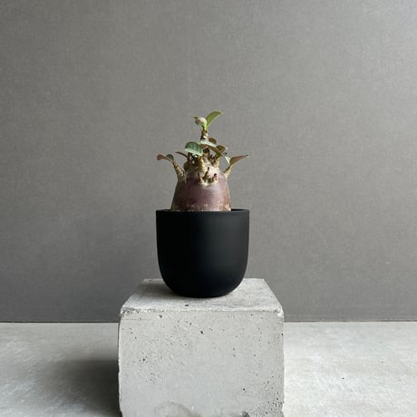 アデニウム | STORES