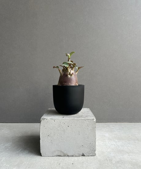 CATEGORY アデニウム | SHOUCHIKUEN