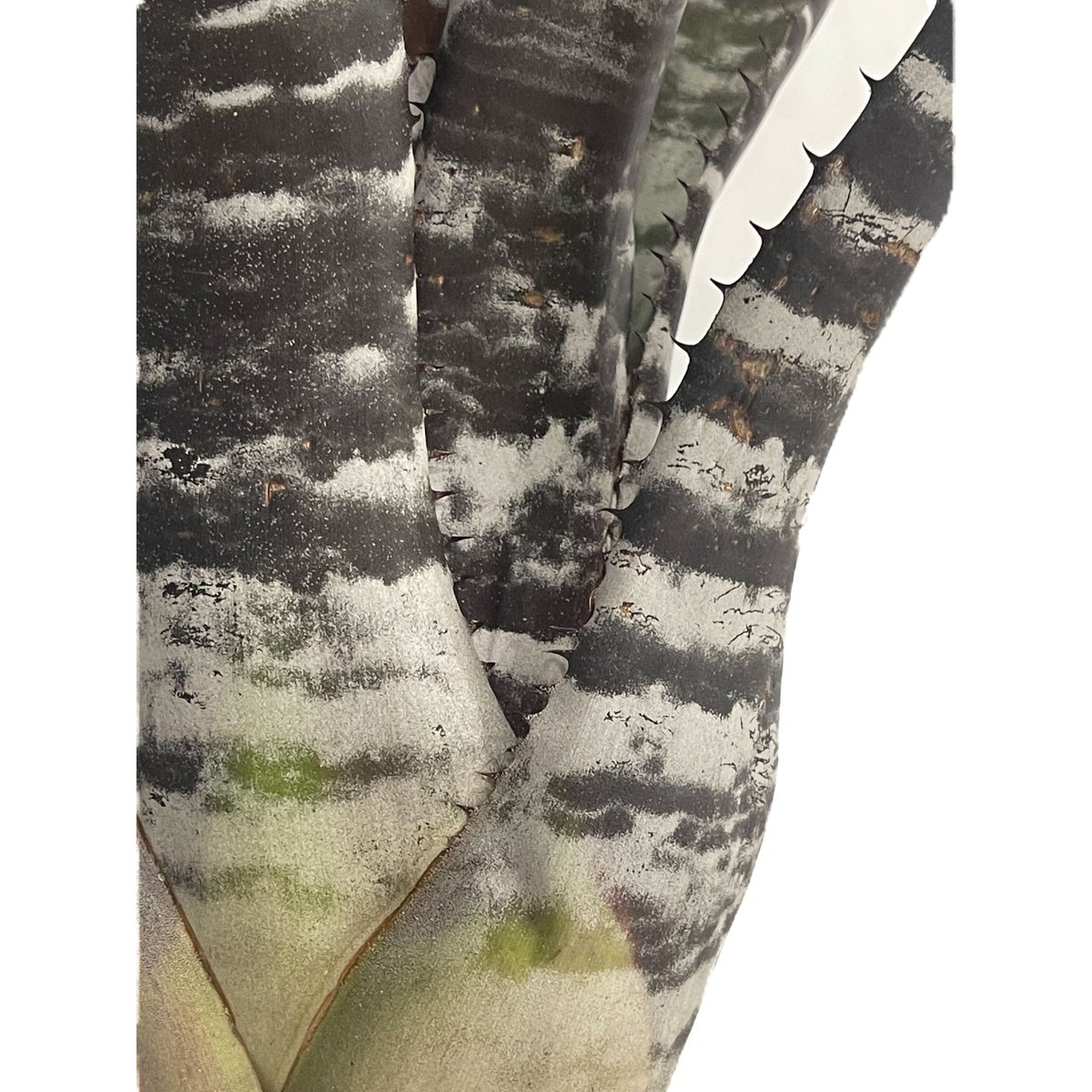 ブロメリア・エアープランツ Aechmea Black Secect x Ebony 送料無料】Aechmea chantinii (Black Select×Black Ebony