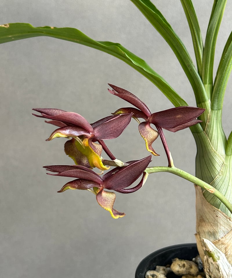 カタセタム ライアン ハリントン「Catasetum Ryan Harrington」27G