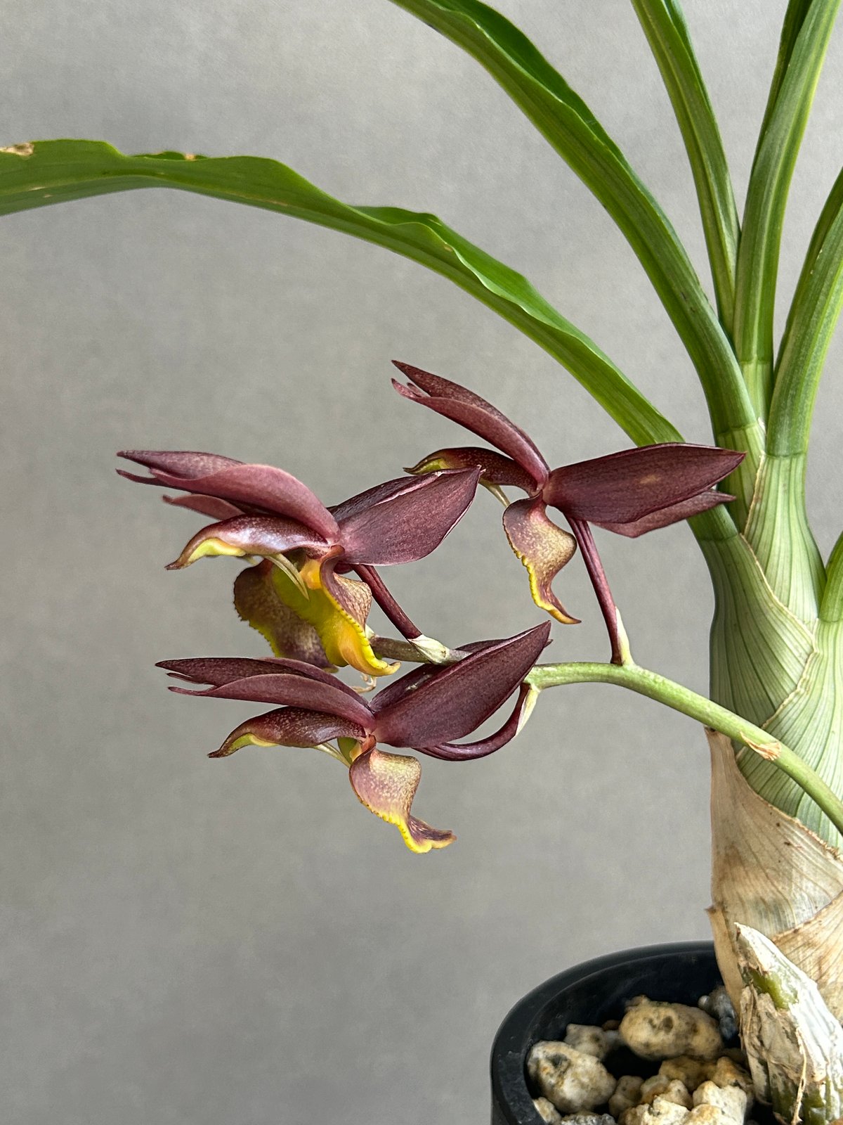 カタセタム ライアン ハリントン「Catasetum Ryan Harrington」27G