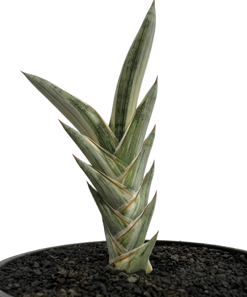 サンセベリア lav.1970 白斑入 「Sansevieria lav. 1970 Whit
