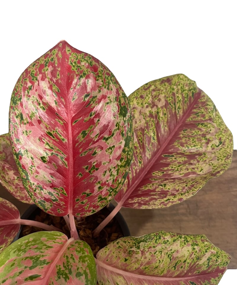 その他観葉植物 Aglaonema 40 karat Aglaonema 40 Karat (5