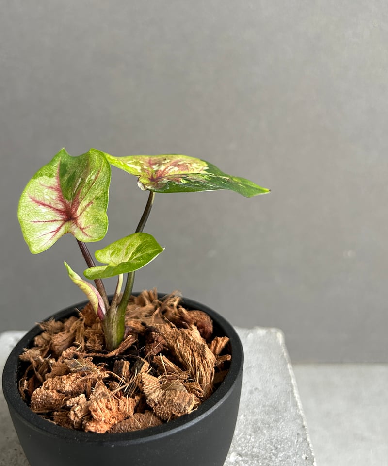 カラジューム ハイブリッド “サンセット” 「Caladium Hybrid “Sinset”