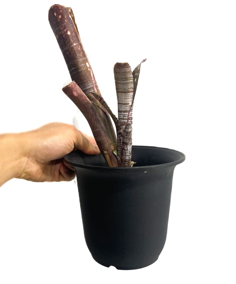 ビルベルギア ユーチューブ「Billbergia YouTube」3/8-125 | SHOU ビルベルギア ユーチューブ「Billbergia YouTube」3/8-125 | SHOU