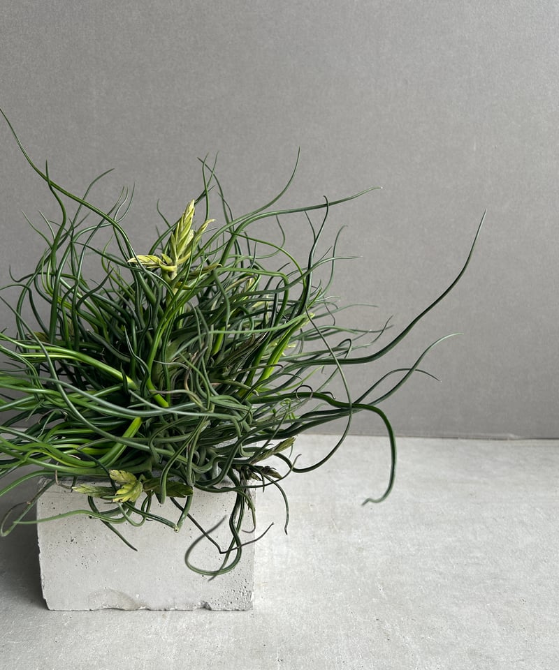 ティランジア ブルボーサ クランプ (実生苗) 「Tillandsia bulbosa clu