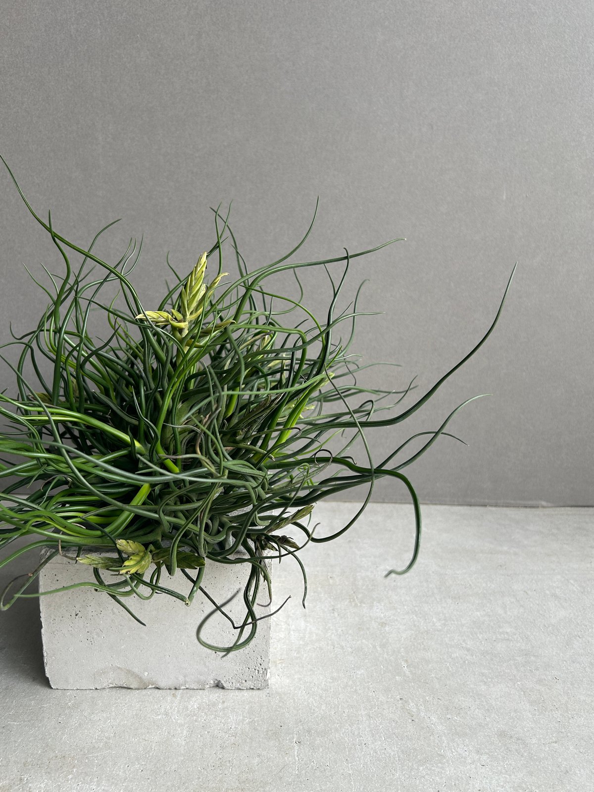 ティランジア ブルボーサ クランプ (実生苗) 「Tillandsia bulbosa clu
