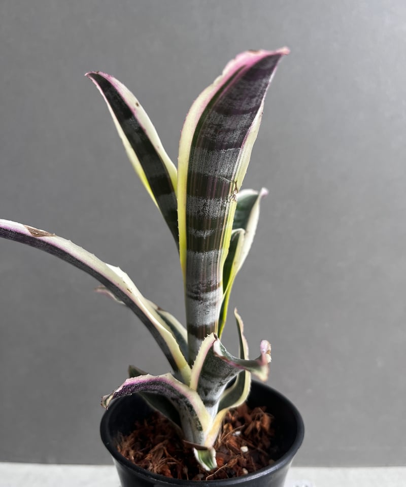 エクメア オットー 「Aechmea Otto」4A | SHOUCHIKUEN