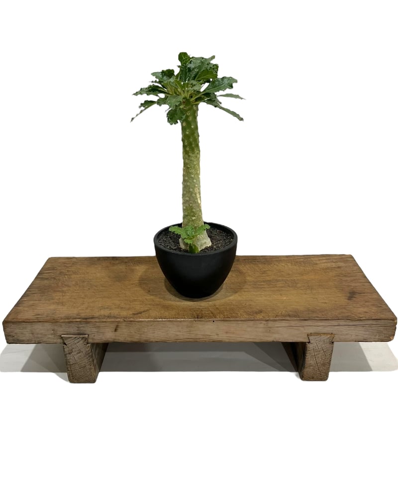 AAA　ドルステニア　ラブラニー ドルステニア ラブラニー 「Dorstenia lavrani 」52A | SHOUCHIKUEN