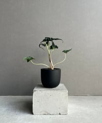 ビルベルギア ディッピン ドッツ 「Billbergia Dippin Dot」77H | S