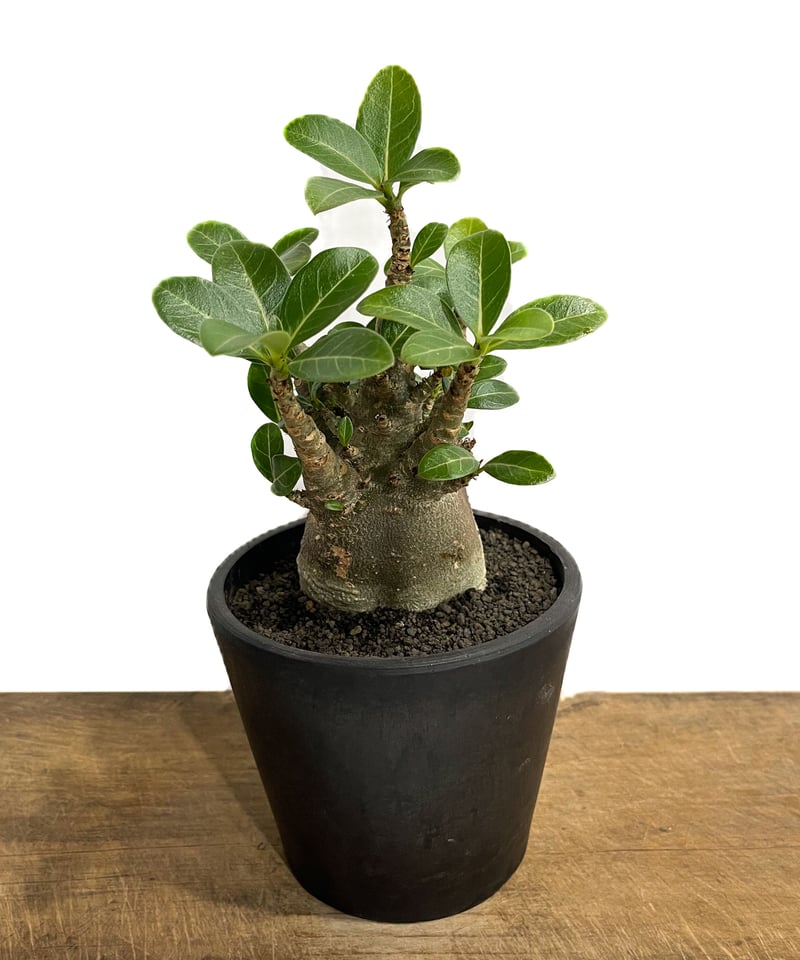 アデニウム アラビカムドワーフ タイプ “ブラック”「Adenium