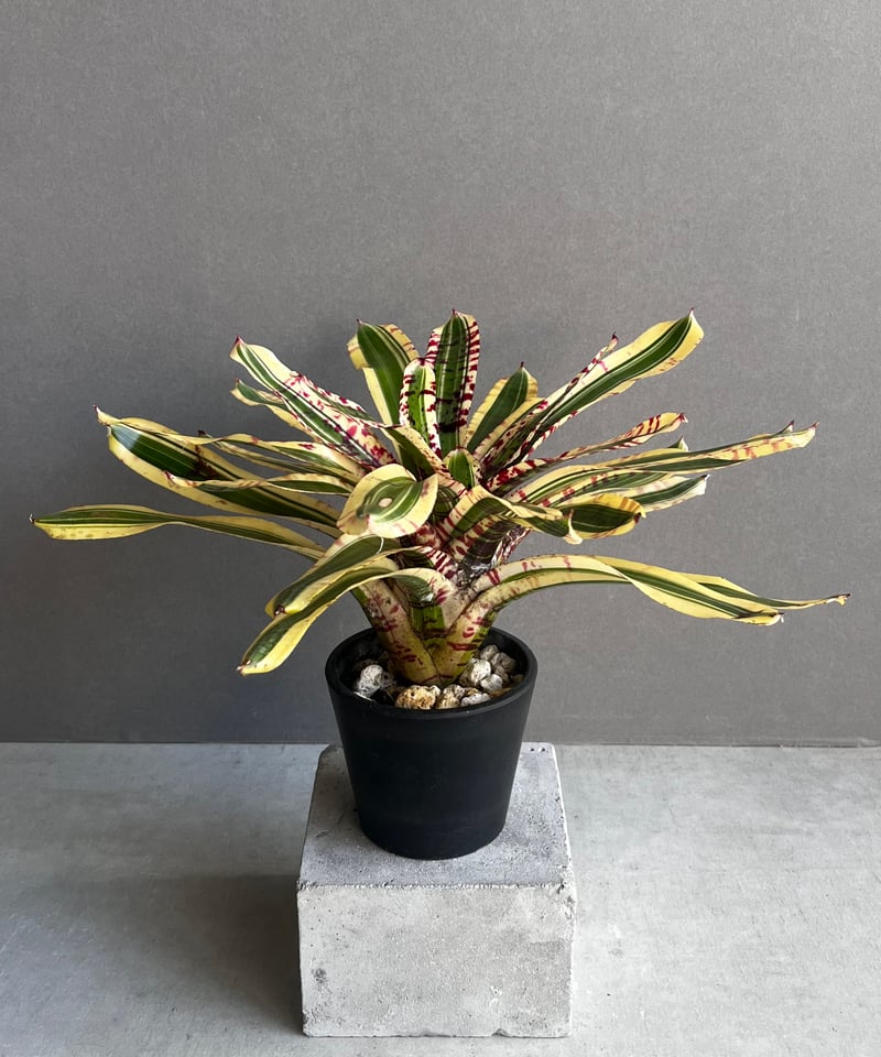 ネオレゲリア ワイルド ラビット 「Neoregelia 'Wild Rabbit ネオレゲリア ワイルド ラビット 「Neoregelia 'Wild Rabbit