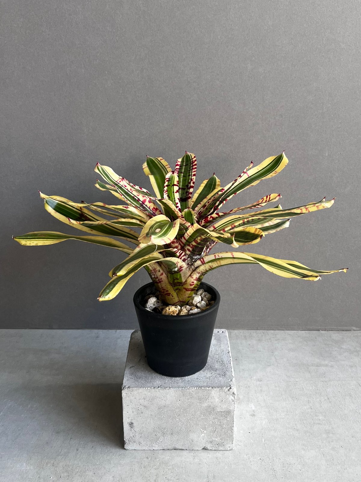 ネオレゲリア ワイルド ラビット 「Neoregelia 'Wild Rabbit'」49Z