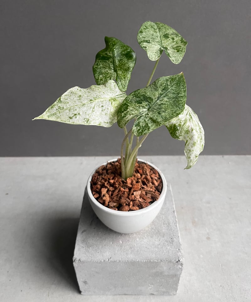 アロカシア ハイブリッド 斑入 「Alocasia hybrid Variegated アロカシア ハイブリッド 斑入 「Alocasia hybrid Variegated