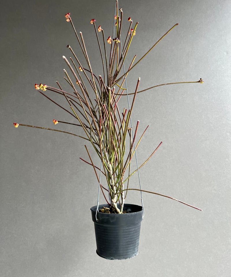 ホヤ スパルティオイデス ビッグ フラワー 「Hoya spartioides Big Flo