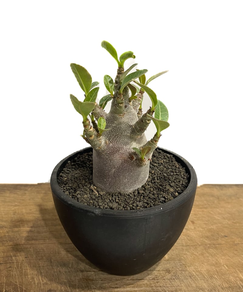 アデニウム アラビカム ドワーフ “ブラック”「adenium arabicum Dwar