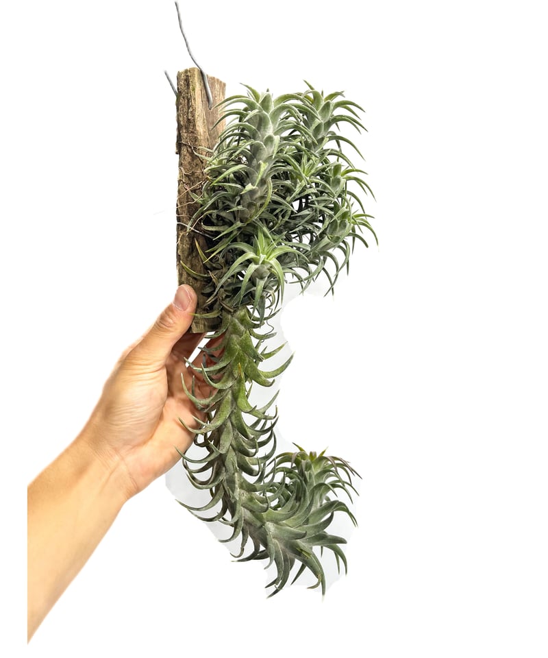 ティランジア イオナンタ バンハイニンギー(クランプタイプ